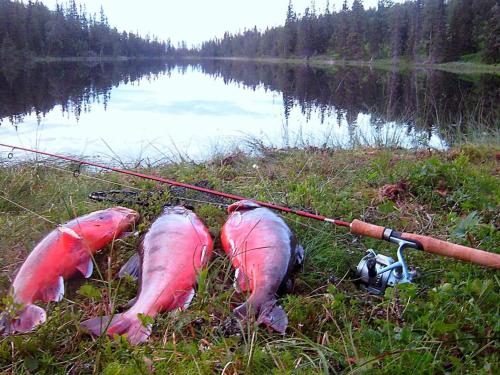 three salmon on the shore of a lake at 6 person holiday home in Nordli-By Traum in Holand