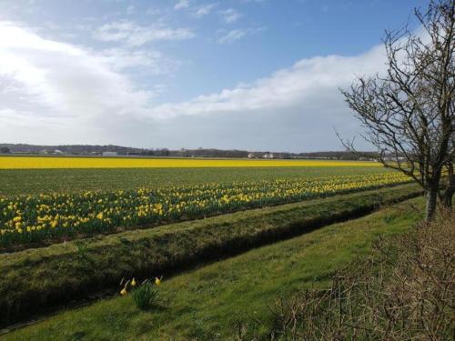 a field of yellow tulips in a field at Holiday Home in Noordwijkerhout by Forest & Lake in Noordwijkerhout