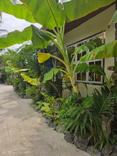 a row of plants in front of a building at Fehivilla resistance in Dhangethi