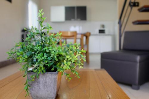 a potted plant sitting on a table in a living room at Soltigua Apart Hotel Mendoza in Mendoza
