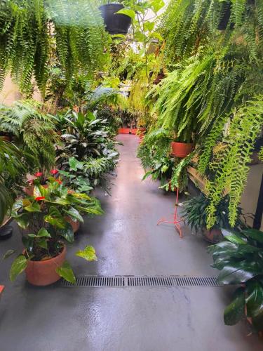 a room filled with lots of plants at Hotel Graunas in São Carlos