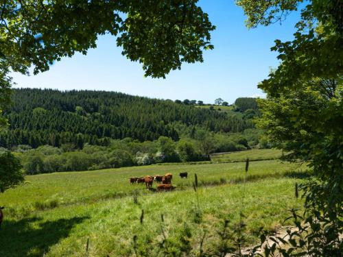 a group of cows standing in a field at Ysgubor Uchaf in Whitland