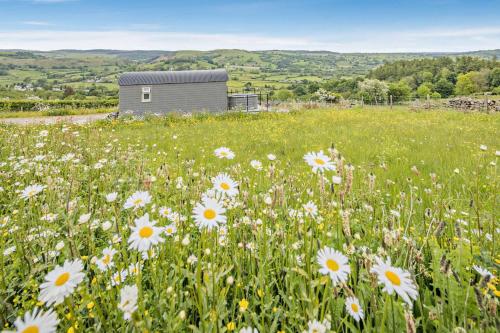 a field of daisies in front of a building at Cwt Eithin in Llangadfan