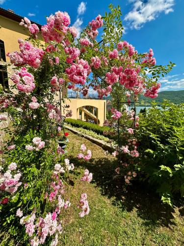 a garden with pink flowers in front of a house at Pensiunea Casa Mircea & Restaurant in Eşelniţa