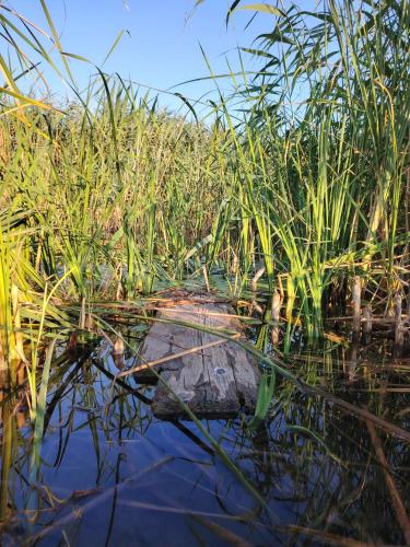 a crocodile is laying in the water in the grass at Căsuța de chirpici in Dunăvăţul-de-Sus