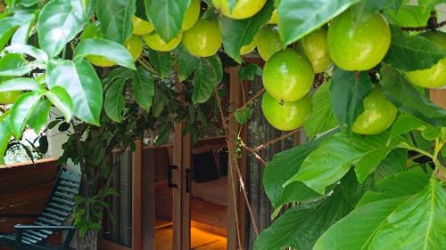 a bunch of green fruit hanging from a tree at Wood Chalets Ella in Ella