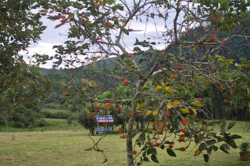 a tree with red berries on it in a field at Hotel Mandalay 1941 in Pereira