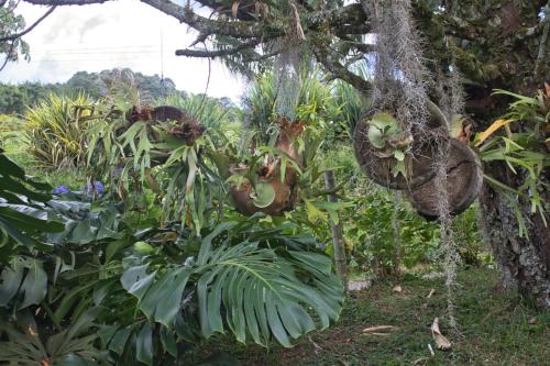 a bunch of bananas hanging from a tree at Hotel Mandalay 1941 in Pereira