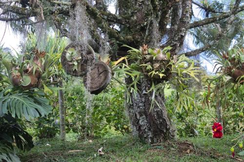 a tree with lots of plants growing on it at Hotel Mandalay 1941 in Pereira