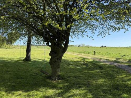 a tree in the middle of a green field at 6 person holiday home in Bedsted Thy-By Traum in Bedsted Thy