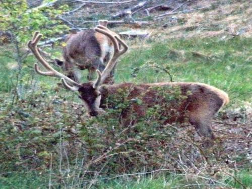 a deer with antlers standing in a field at 6 person holiday home in Bedsted Thy-By Traum in Bedsted Thy