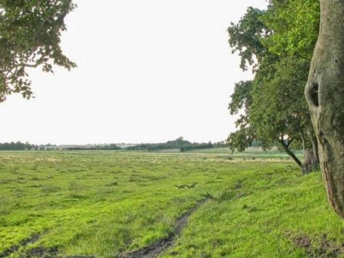 a field of green grass with a tree in the foreground at 6 person holiday home in Kolind-By Traum in Kolind