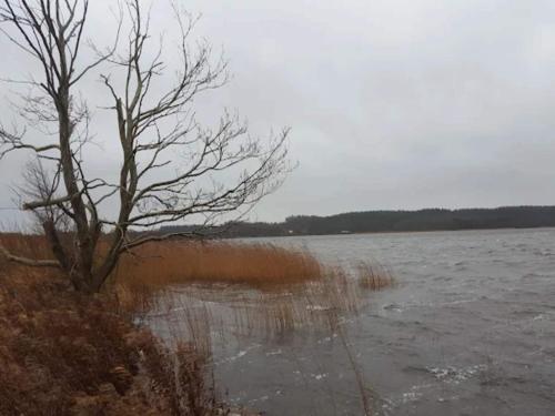 a tree sitting in the middle of a body of water at 6 person holiday home in Ebeltoft in Ebeltoft