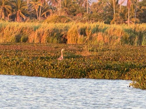 a bird is walking in the grass in the water at Habitat in Barra de Navidad