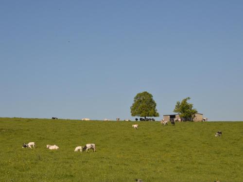 a herd of cows grazing in a field at Spacious Family Villa, Offagne in Offagne