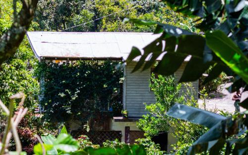 a small house with a tin roof in a garden at Adella's Blue Mountain Coffee Farmstay in Kingston