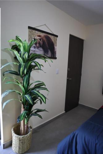 a plant in a room with a picture of a bear at Departamento en residencial privada in Saltillo