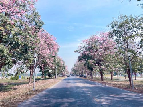 a road with trees with pink flowers on it at Saenpalm training home แสนปาล์ม เทรนนิ่ง โฮม in Ban Thung Kalahom (1)