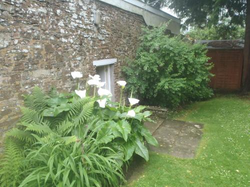 a garden with white flowers in front of a brick building at Kipps Farm in Great Torrington