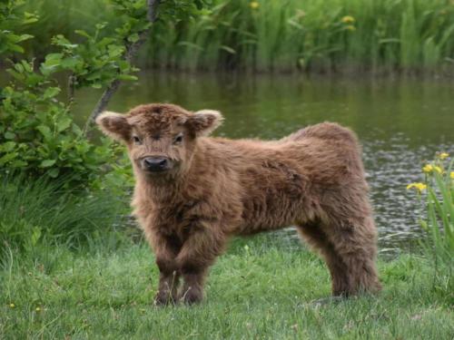 a baby calf standing in the grass near a pond at Holiday Home in Haaksbergen by Lake in Haaksbergen