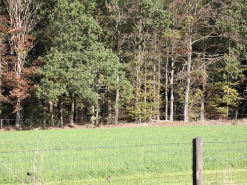 a sheep standing in a field behind a fence at Holiday Home in Haaksbergen by Lake in Haaksbergen
