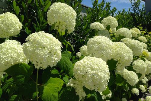a bunch of white flowers with green leaves at Ferienwohnungen Lass in Frauenkirchen