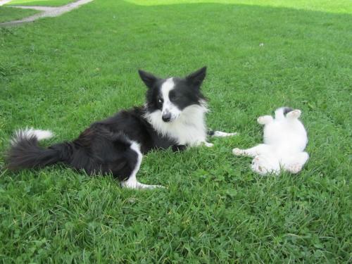 a dog and a stuffed rabbit laying in the grass at Willa Hamernik AGROTURYSTYKA in Tylicz
