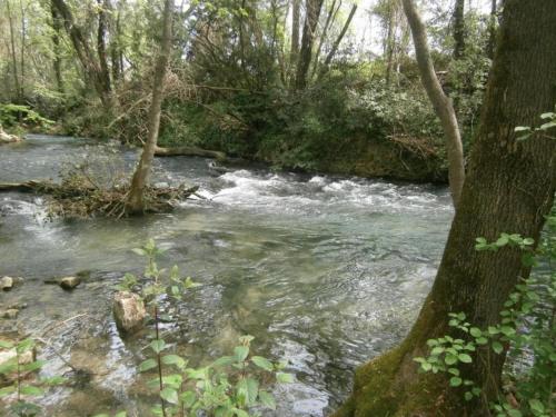 a stream of water in a forest with trees at Apartment in Riquewihr near Vineyards in Riquewihr