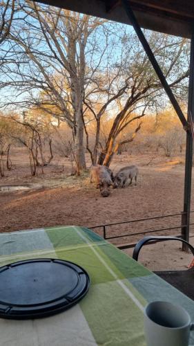two rhinos standing in a field near a table at Onse Boshuis in Marloth Park