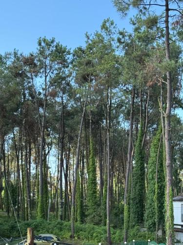a forest of trees with a car parked in it at Kaprovani Apartment No 9 in Ozurgetʼi