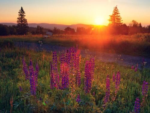 a field of flowers with the sunset in the background at Wohnung in der Nähe des Skigebietes in Diemelsee in Diemelsee