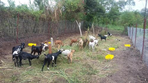 a group of goats standing in a field near a fence at Nguru Farm Cottages in Wakiso