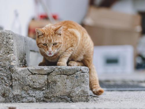 an orange cat walking on a stone wall at holiday home, Fusch an der Glocknerstraße in Fusch an der Glocknerstraße