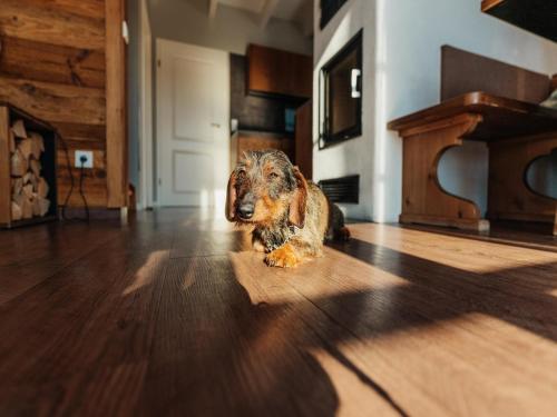 a dog laying on the floor in a room at Holiday homes in the Schierke Harzresort on the Brocken, Schierke in Schierke