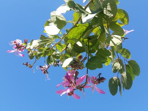 a branch of a tree with flowers on a blue sky at Residencial Portinari LTDA in Porto Seguro