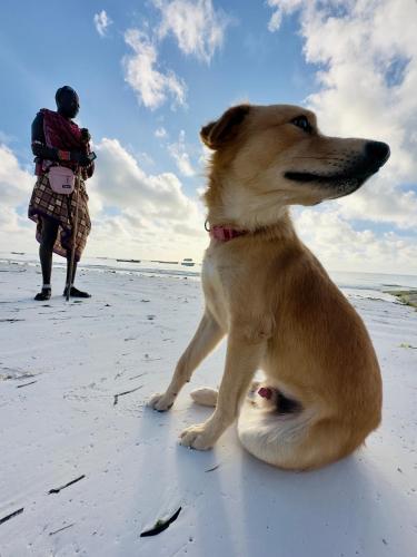 a dog sitting on the beach with a person in the background at Paje By Night Bungalows in Paje
