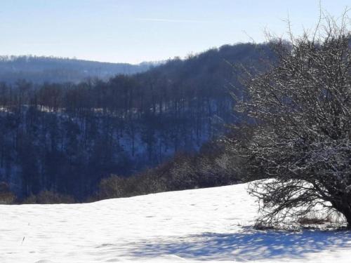 a tree on top of a snow covered hill at Ferienwohnung in den Hüttenroder Bergen in Hüttenrode