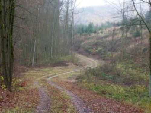 a dirt road in the middle of a forest at Ferienwohnung in den Hüttenroder Bergen in Hüttenrode