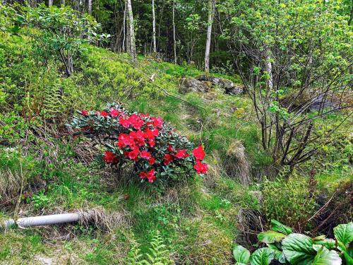 a bunch of red flowers in the grass at 6 person holiday home in HENÅN in Henån
