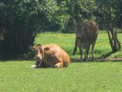 two cows laying in the grass in a field at Cottage in the heart of the Ardennes woods in Harre