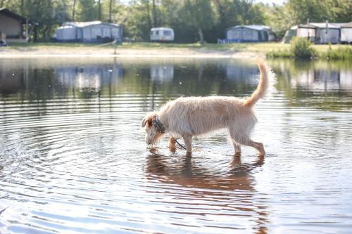 a dog walking in a body of water at Vakantiepark de Kleine Wielen in Leeuwarden