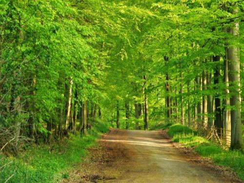 a dirt road in a forest with trees at Guest House near Coast in Wangels