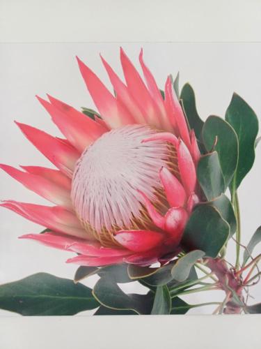 Fotografie z fotogalerie ubytování Pecan Tree Forest Studio A v destinaci Stellenbosch
