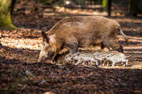 a wild pig walking with its babies in the woods at Lodges Veluwse Poort in Dieren