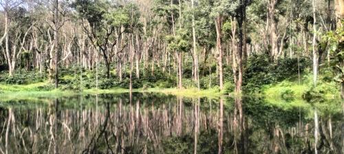 a forest of trees reflecting in a body of water at coorg Namana homestay in Suntikoppa