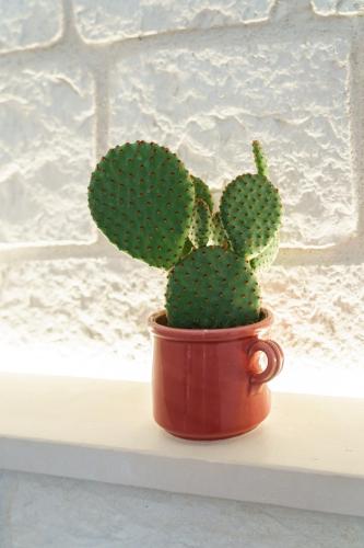a cactus in a red pot sitting on a shelf at Civico 7 - Apulian Rooms in Conversano