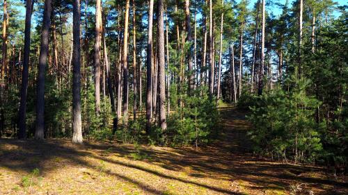 a forest with tall trees and a dirt trail at 2os Domek z prywatną balią z jacuzzi, kominek, na odludziu, jedyny na 10000 m2 terenie, widok na las, lubelskie Roztocze in Oseredek