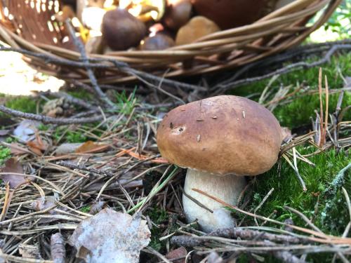 a mushroom sitting on the ground next to a basket at 2os Domek z prywatną balią z jacuzzi, kominek, na odludziu, jedyny na 10000 m2 terenie, widok na las, lubelskie Roztocze in Oseredek
