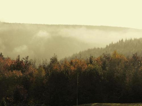 a foggy field with trees and bushes in the foreground at Chalet in Dabo near Castle Ruins in Dabo