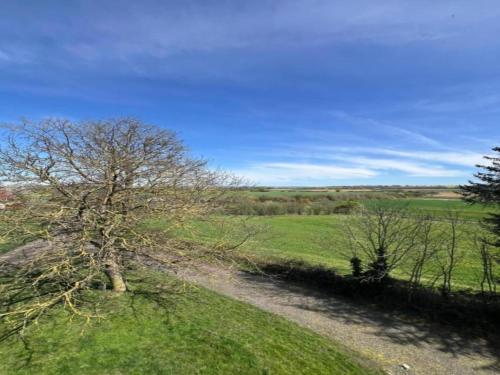 a tree in a field with a dirt road at Chalet in Dabo near Castle Ruins in Dabo